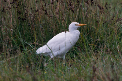 Koereiger