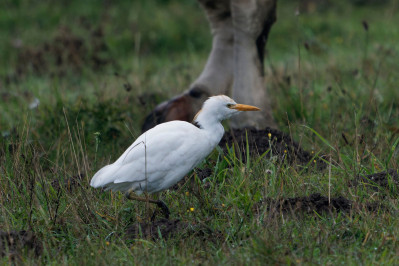 Koereiger