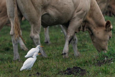 Koereiger