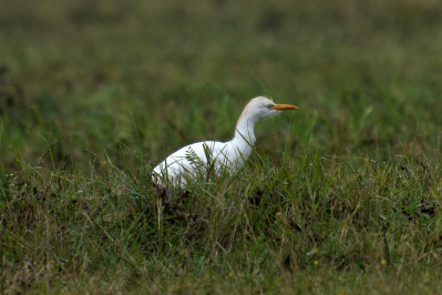 Koereiger