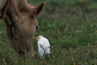 Koereiger