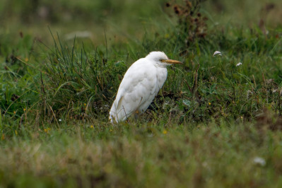 Koereiger