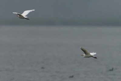 Koereiger