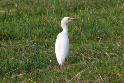 KoereigerCattle Egret