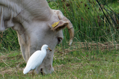 KoereigerCattle Egret