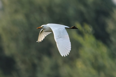 KoereigerCattle Egret