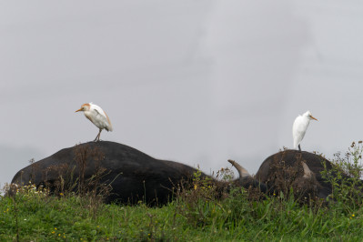 KoereigerCattle Egret