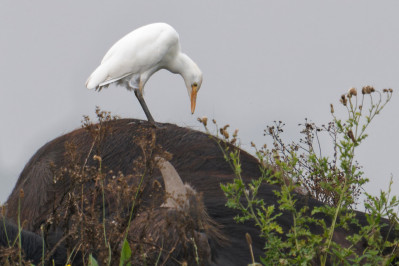 KoereigerCattle Egret