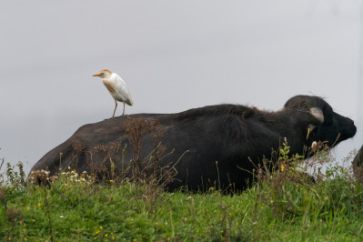 KoereigerCattle Egret