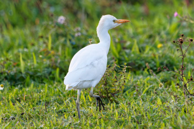 KoereigerCattle Egret