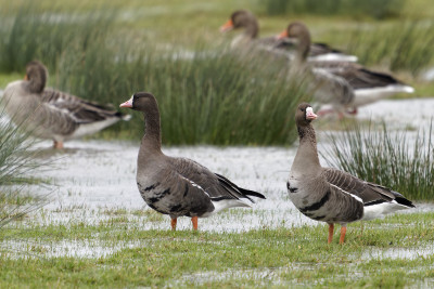 Kolgans<br>Greater White-fronted Goose