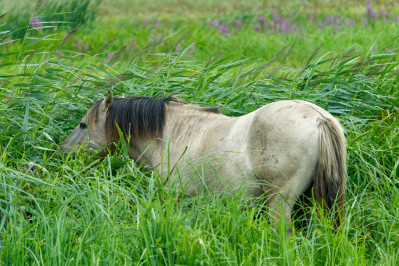 Konikpaarden