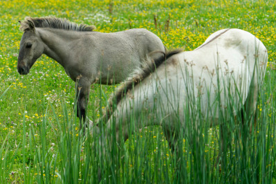 Konikpaarden