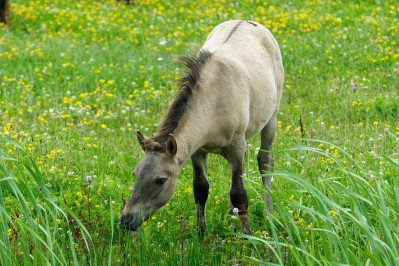 Konikpaarden