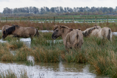 Konikpaarden