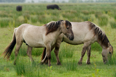 Konikpaarden<br>Konik Horses