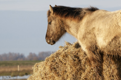  Konikpaard