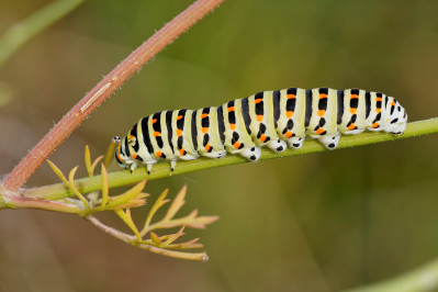 Koninginnenpage rupsSwallowtail caterpillar