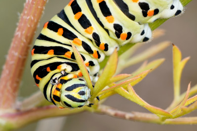 Koninginnenpage rupsSwallowtail caterpillar