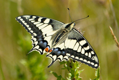 Koninginnenpage<br>Swallowtail