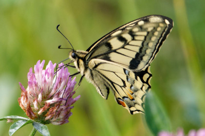 KoninginnenpageSwallowtail