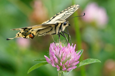 KoninginnenpageSwallowtail