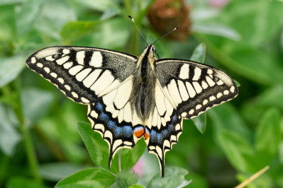 KoninginnenpageSwallowtail