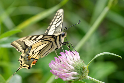 KoninginnenpageSwallowtail