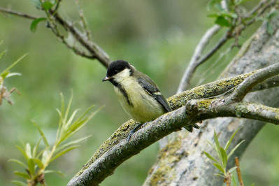 Koolmees /juvGreat Tit /juv