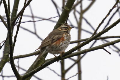 Koperwiek<br>Redwing