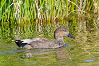 Krakeend /mGadwall /m