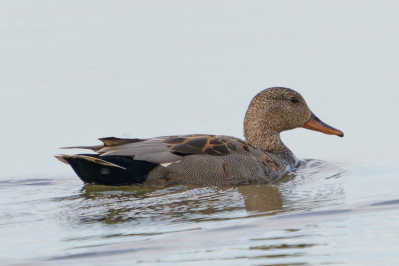 Krakeend /mvGadwall /mf