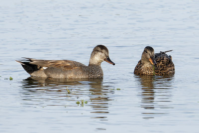 Krakeend<br>Gadwall