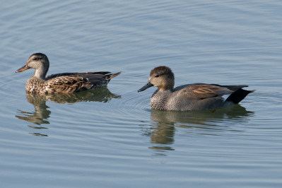 Krakeend /mvGadwall /mf