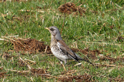 Kramsvogel