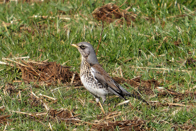 Kramsvogel<br>Fieldfare