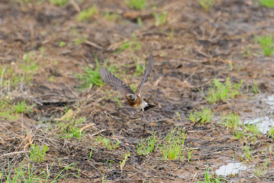 Kramsvogel