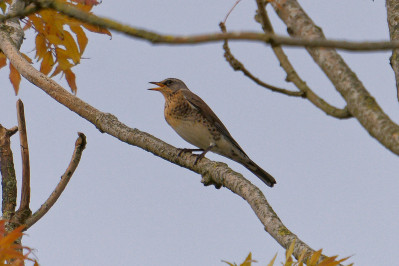 Kramsvogel