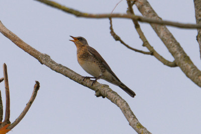 Kramsvogel 