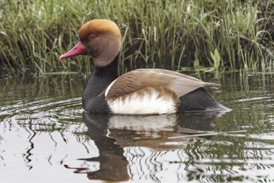 Krooneend<br>Red Crested Pochard