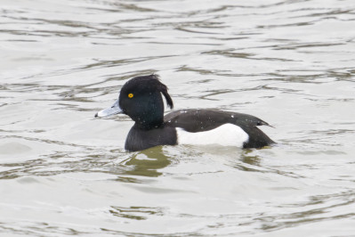 Kuifeend /mTufted Duck /m