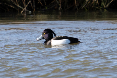 eend kuifeend m biesbosch 2024 03 dsc4331 dxo