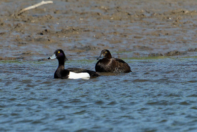 Kuifeend<br>Tufted Duck