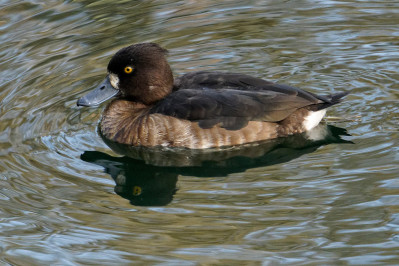 Kuifeend /vTufted Duck /f