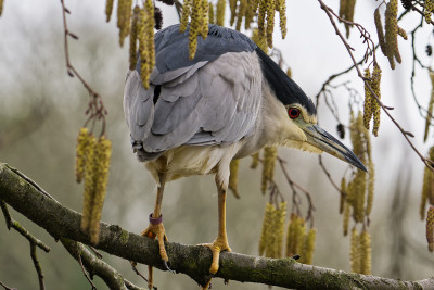 Kwak<br>Black-crowned Night Heron 