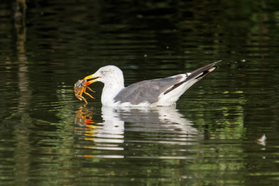 Kleine Mantelmeeuw met rivierkreeftLesser Black Backed Gull with red swamp crayfish