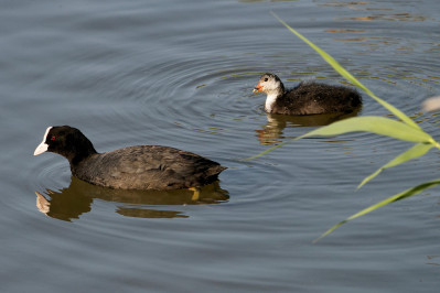 Meerkoet