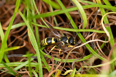 MuurwespWall Mason Wasp