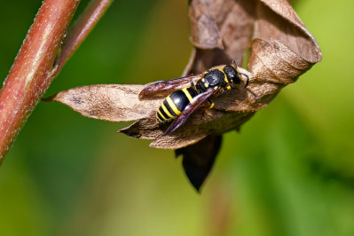 Vroege MuurwespEarly Mason-wasp