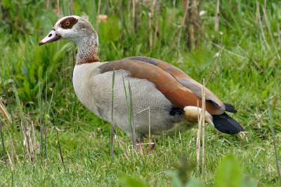 Nijlgans<br>Egyptian Goose